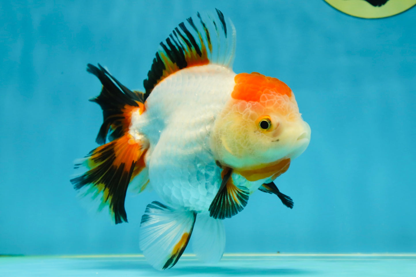 A Grade Tancho Tricolor Oranda Female 5-5.5 inches #050925OR_34
