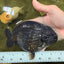 UNIQUE AAA Grade Godzilla Black LionQueen 5.5 inches #092526LC_19