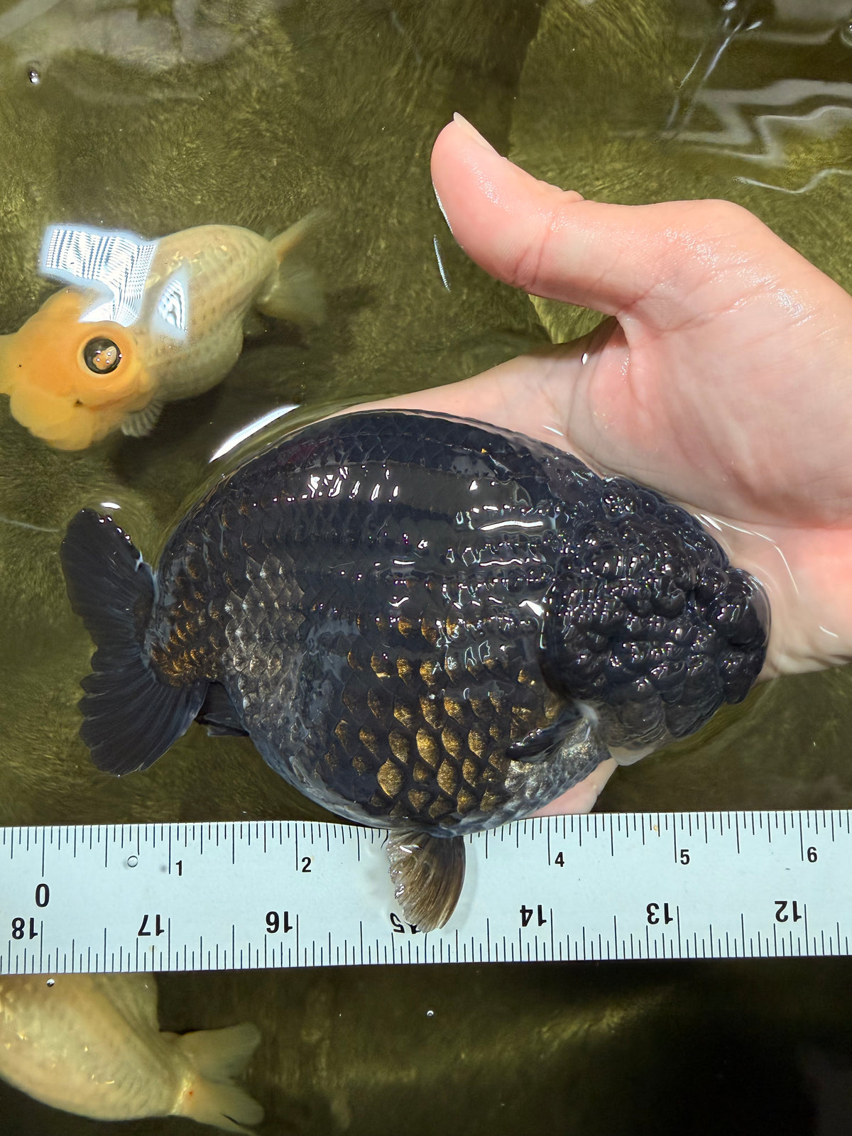 UNIQUE AAA Grade Godzilla Black LionQueen 5.5 inches #092526LC_19