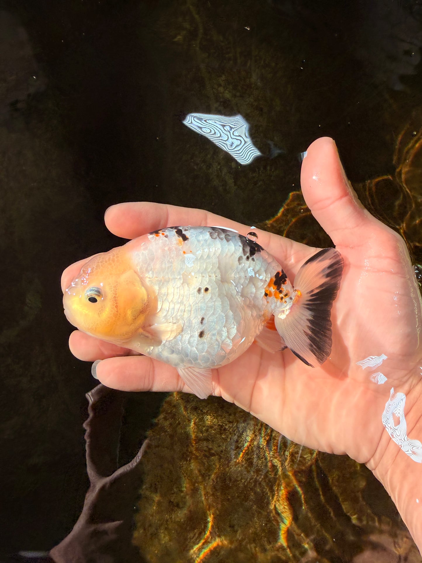 UNIQUE A Grade Chinese Cow Ranchu Female 4.5 inches #102425RC_05