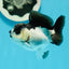 Panda Oranda Male 3 inches #1004OR_27