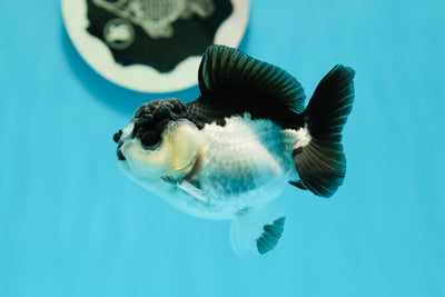 Panda Oranda Male 3 inches #1004OR_27