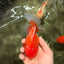 A Grade Strong Body Structure Red White Oranda Male 5-5.5 inches #062626OR_27