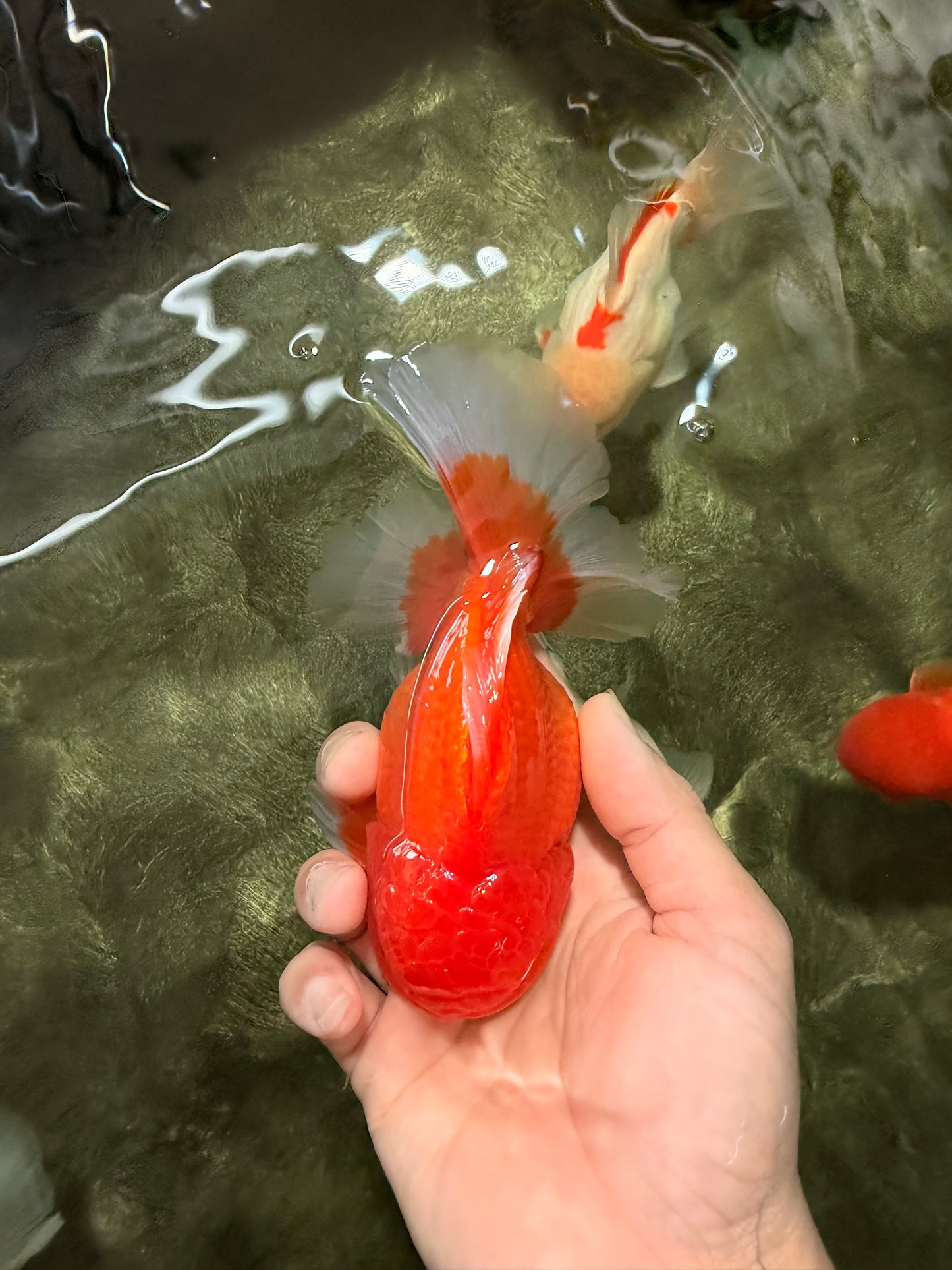 A Grade Strong Body Structure Red White Oranda Male 5-5.5 inches #062626OR_27