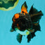UNIQUE A Grade Lava Apache Oranda Male 5.5  inches #050826OR_04