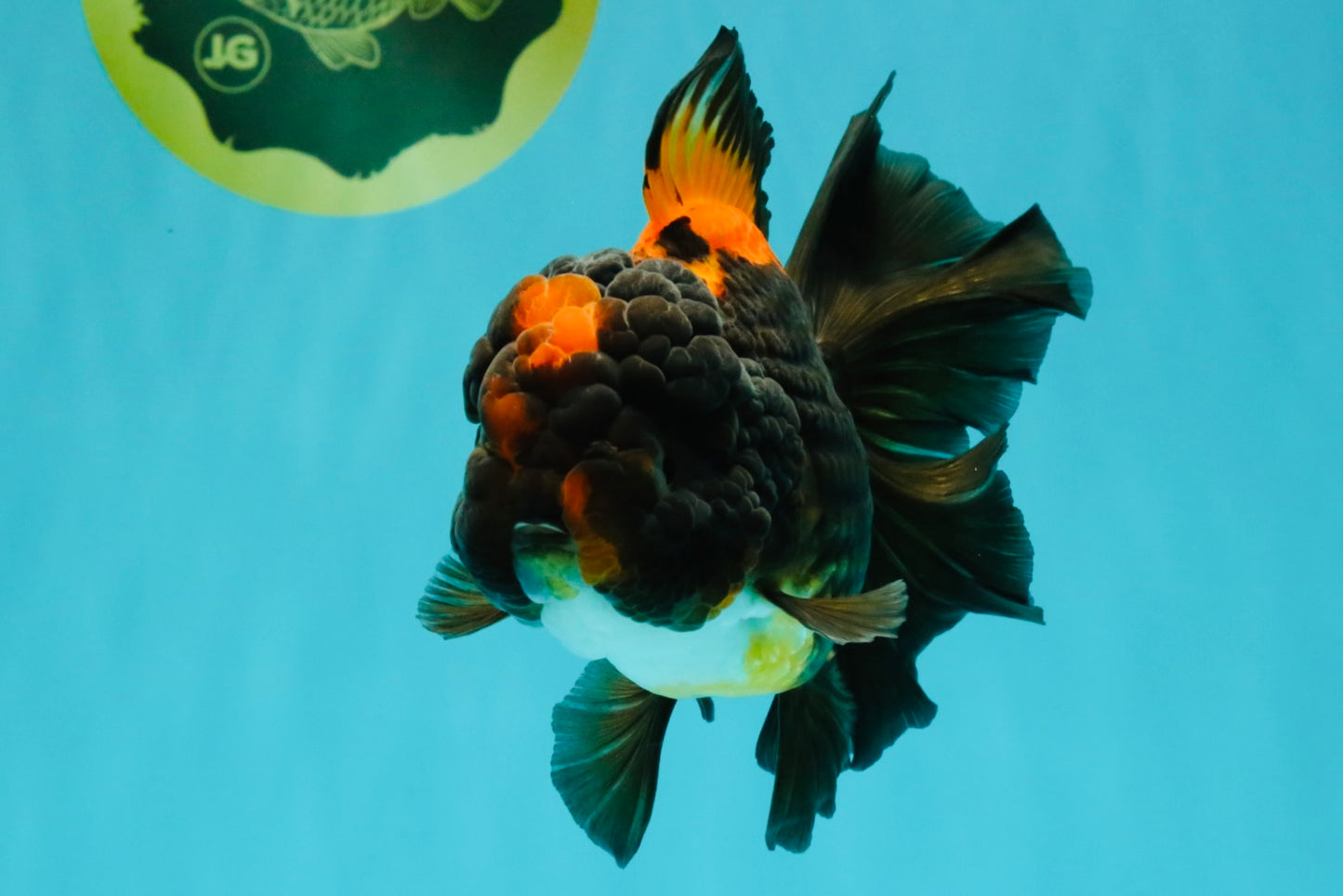 UNIQUE A Grade Lava Apache Oranda Male 5.5  inches #050826OR_04