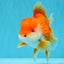 CHUNKY A Grade Red White Oranda Male 6 inches #040326OR_15