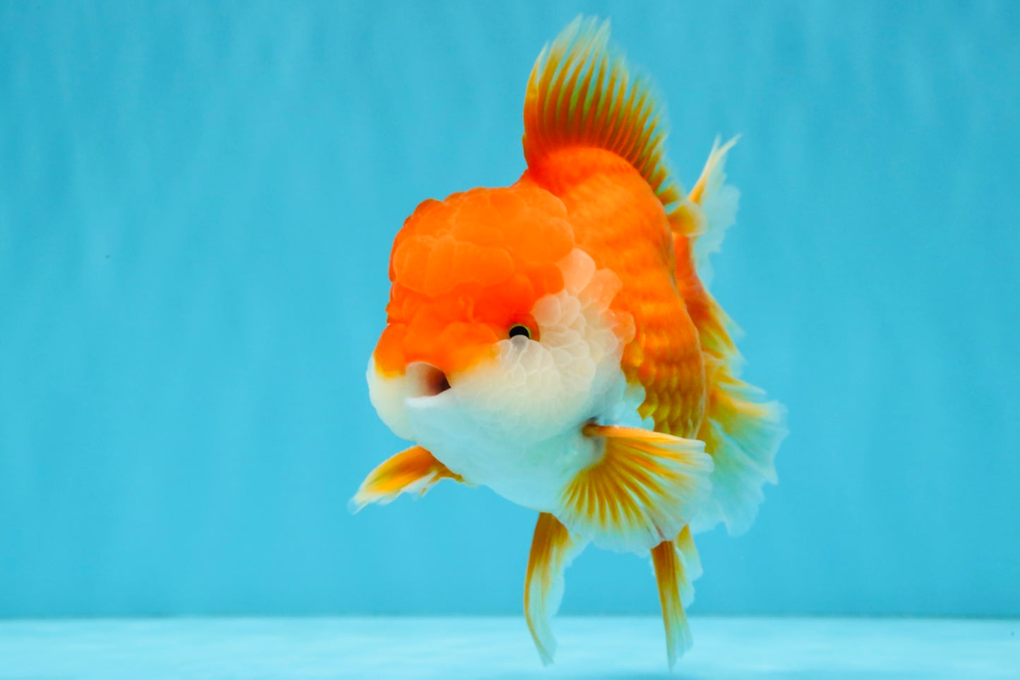 CHUNKY A Grade Red White Oranda Male 6 inches #040326OR_15