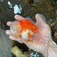 AAA Grade Cherry Sakura Oranda Male 5 inches #062725OR_14