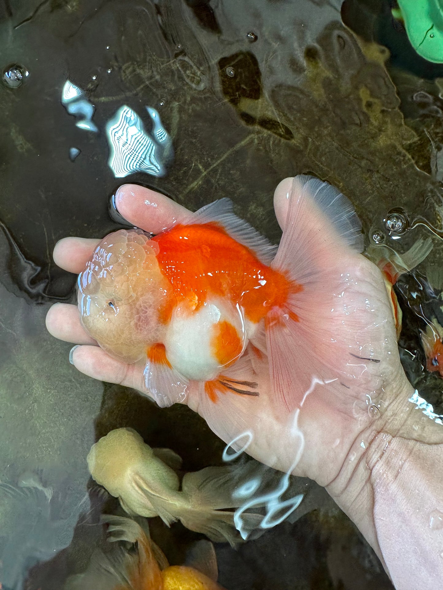 AAA Grade Cherry Sakura Oranda Male 5 inches #062725OR_14