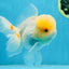 A Grade White Oranda Female 6 inches #070425OR_19