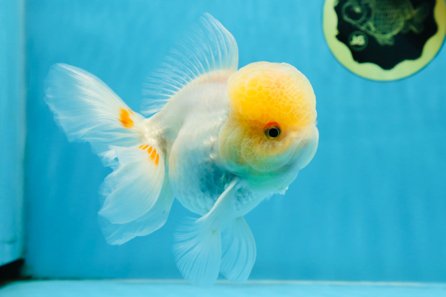 A Grade White Oranda Female 6 inches #070425OR_19