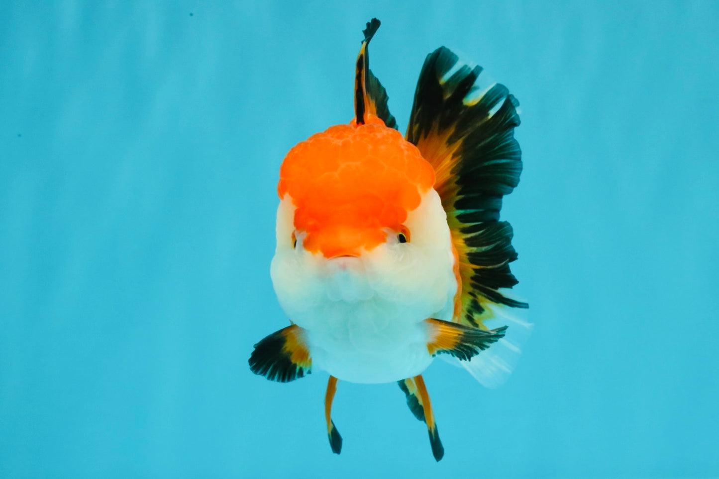 A Grade Tricolor Oranda Female 5-5.5 inches #030626OR_29