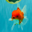 AAA Grade Red White Oranda Male 5.5-6 inches #072426OR_08