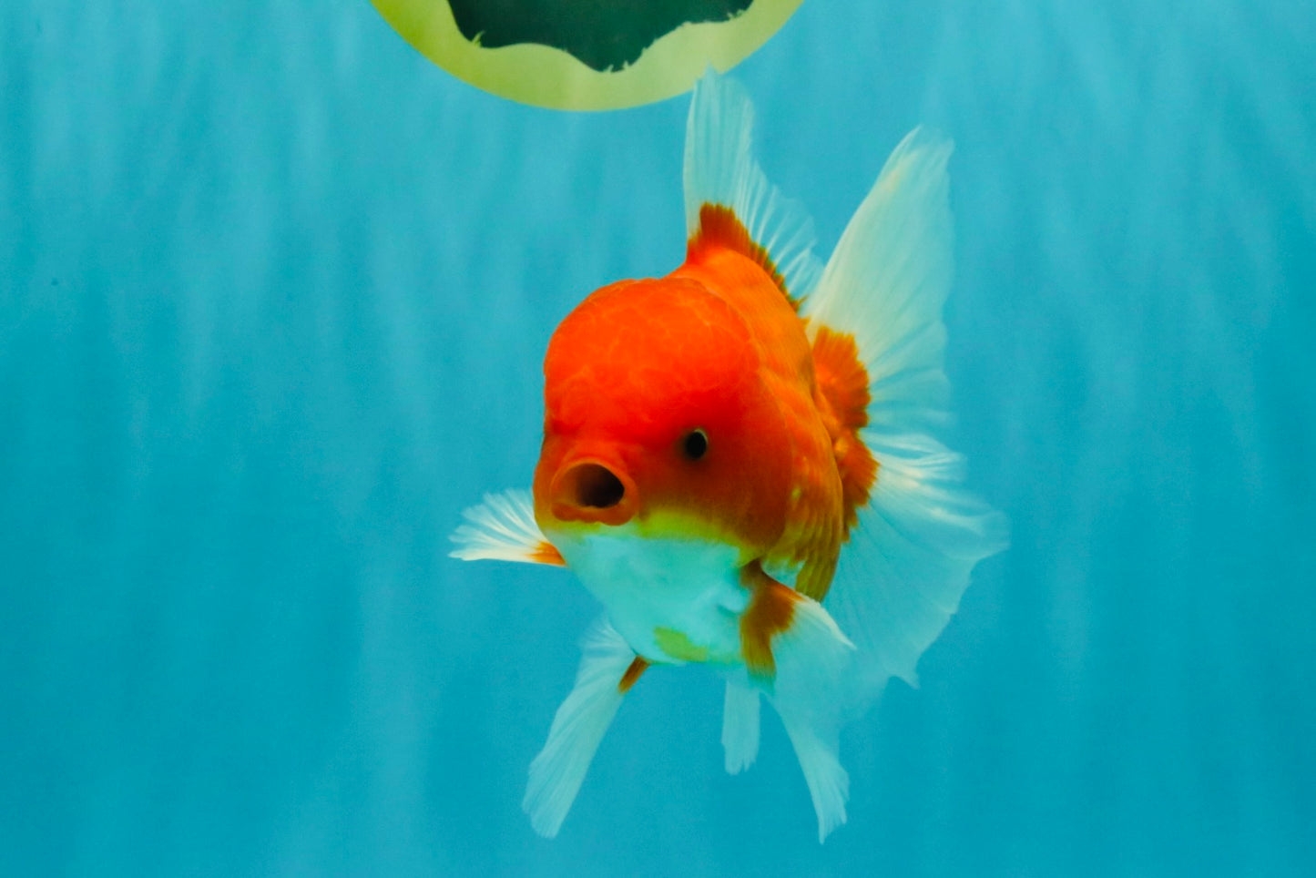 AAA Grade Red White Oranda Male 5.5-6 inches #072426OR_08