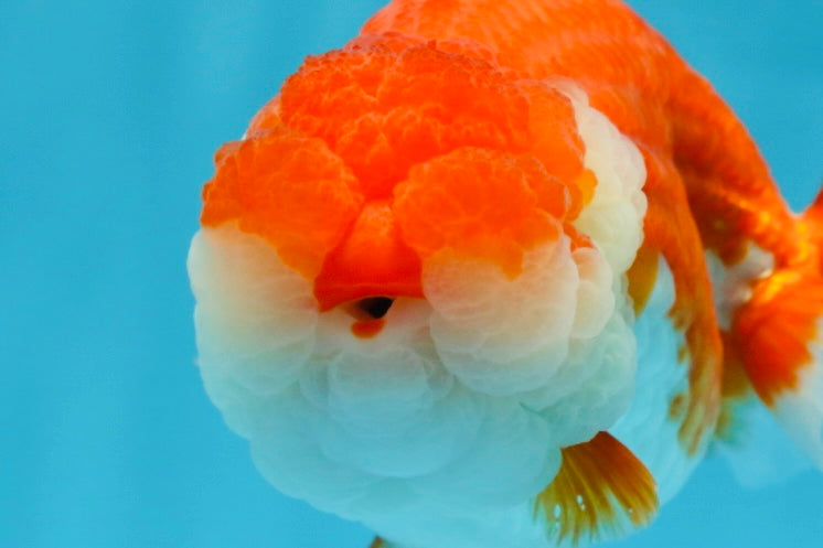 AAA Grade SUPER Red White LionQueen 4.5 inches #051625LC_35