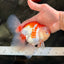 A Grade Red White Oranda Male 6 inches #061926OR_18