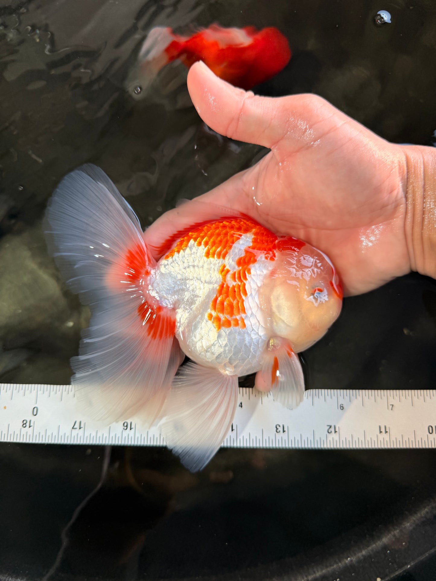 A Grade Red White Oranda Male 6 inches #061926OR_18