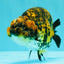 A Grade Strong Body Structure Tiger Ranchu Female 5 inches #061926RC_10