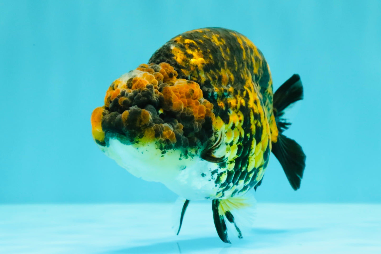 A Grade Strong Body Structure Tiger Ranchu Female 5 inches #061926RC_10