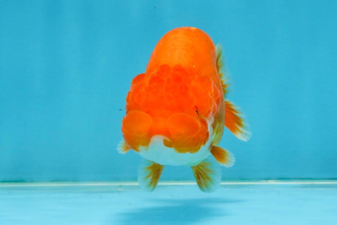 SUPER TOMATO A Grade Red White LionQueen 4.5 inches #120525LC_10