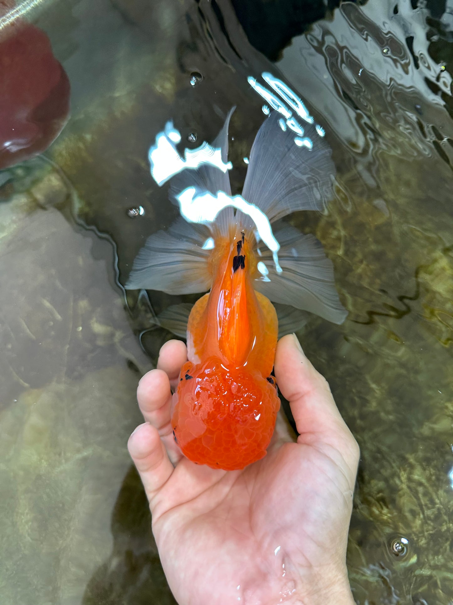 A Grade Orange White Oranda Female 6.5 inches #070425OR_22