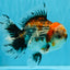 CHUNKY AAA Grade Kirin Calico Oranda Male 6.5 inches #041026OR_02