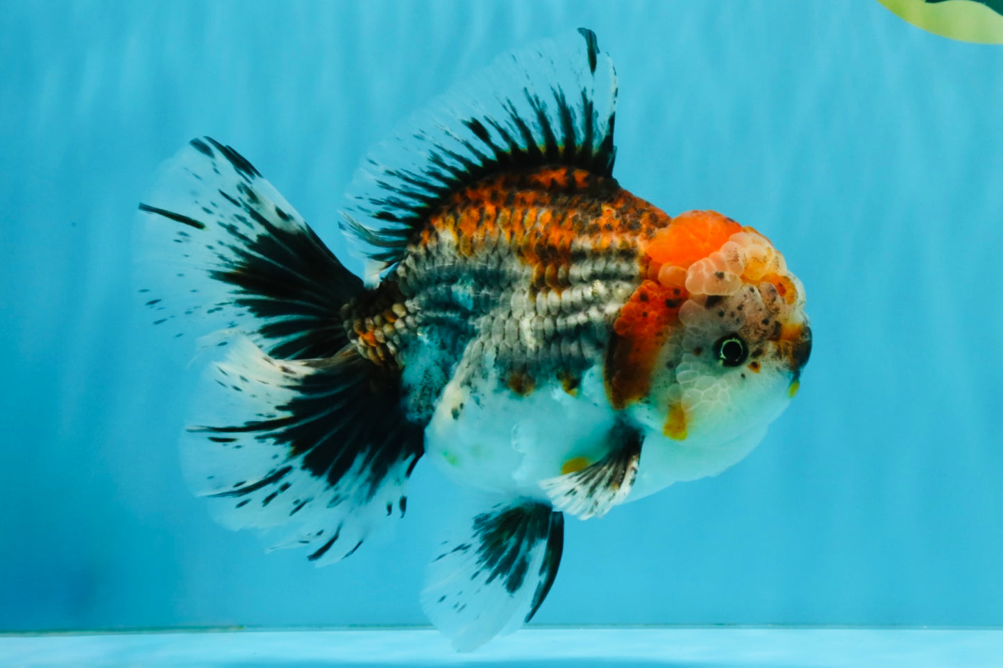 CHUNKY AAA Grade Kirin Calico Oranda Male 6.5 inches #041026OR_02