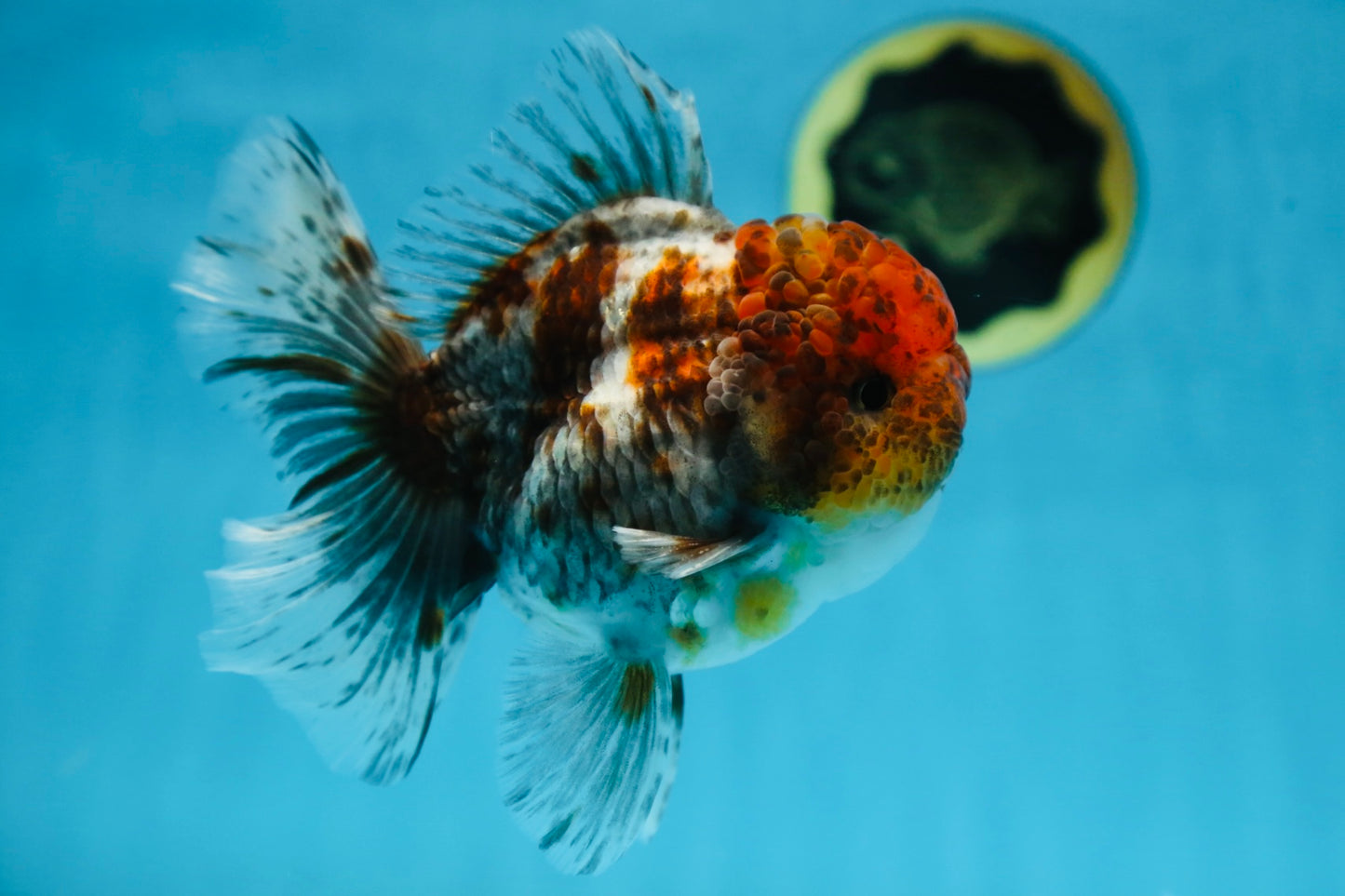 A Grade CHUBBY Calico Kirin Oranda Male 5.5  inches #091225OR_10