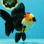 AAA Grade Tricolor Oranda Female 5.5-6 inches #050925OR_33