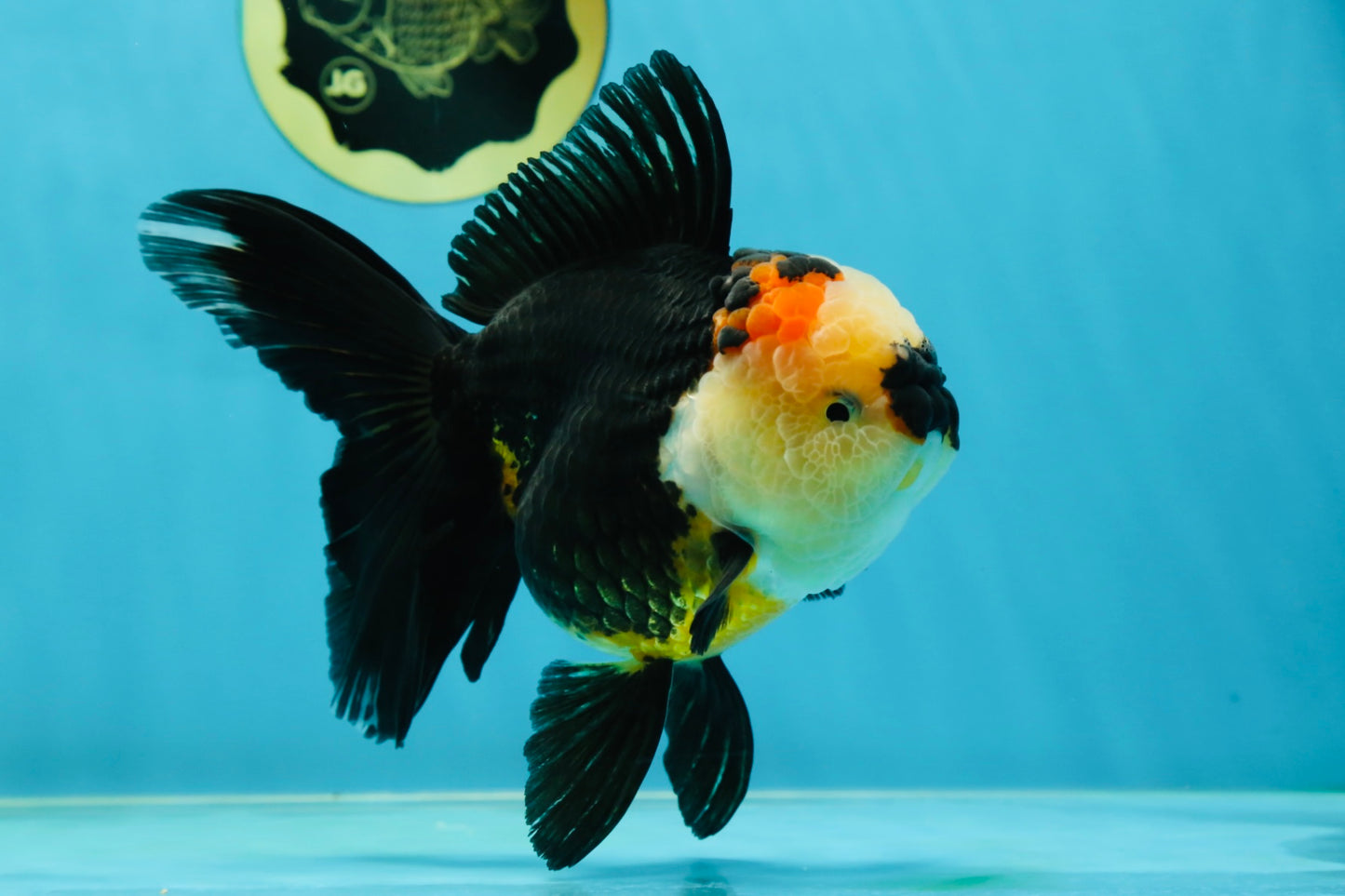 AAA Grade Tricolor Oranda Female 5.5-6 inches #050925OR_33