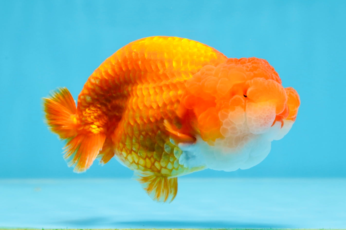 A Grade FLUFFY WEN Red White LionQueen 4.5 inches #072525LC_02