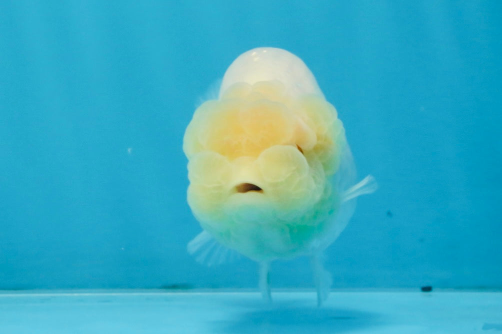 A Grade White LionQueen 4 inches #103125LC_26