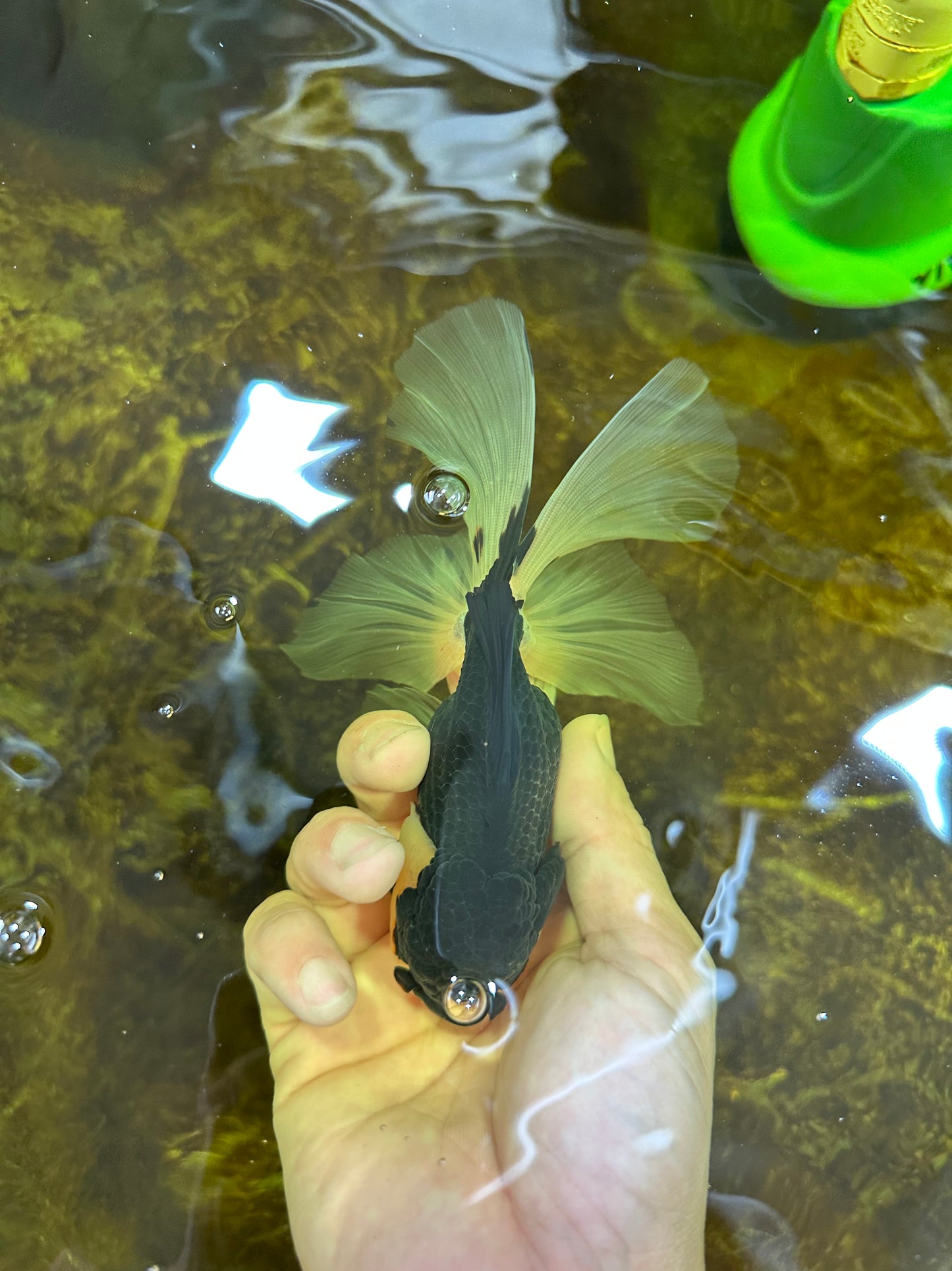Fluffy Tail Panda Oranda Male 5.5 inches #072525OR_12