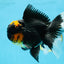 A Grade Lava Head Tricolor Oranda Male 5.5-6 inches #052325OR_08