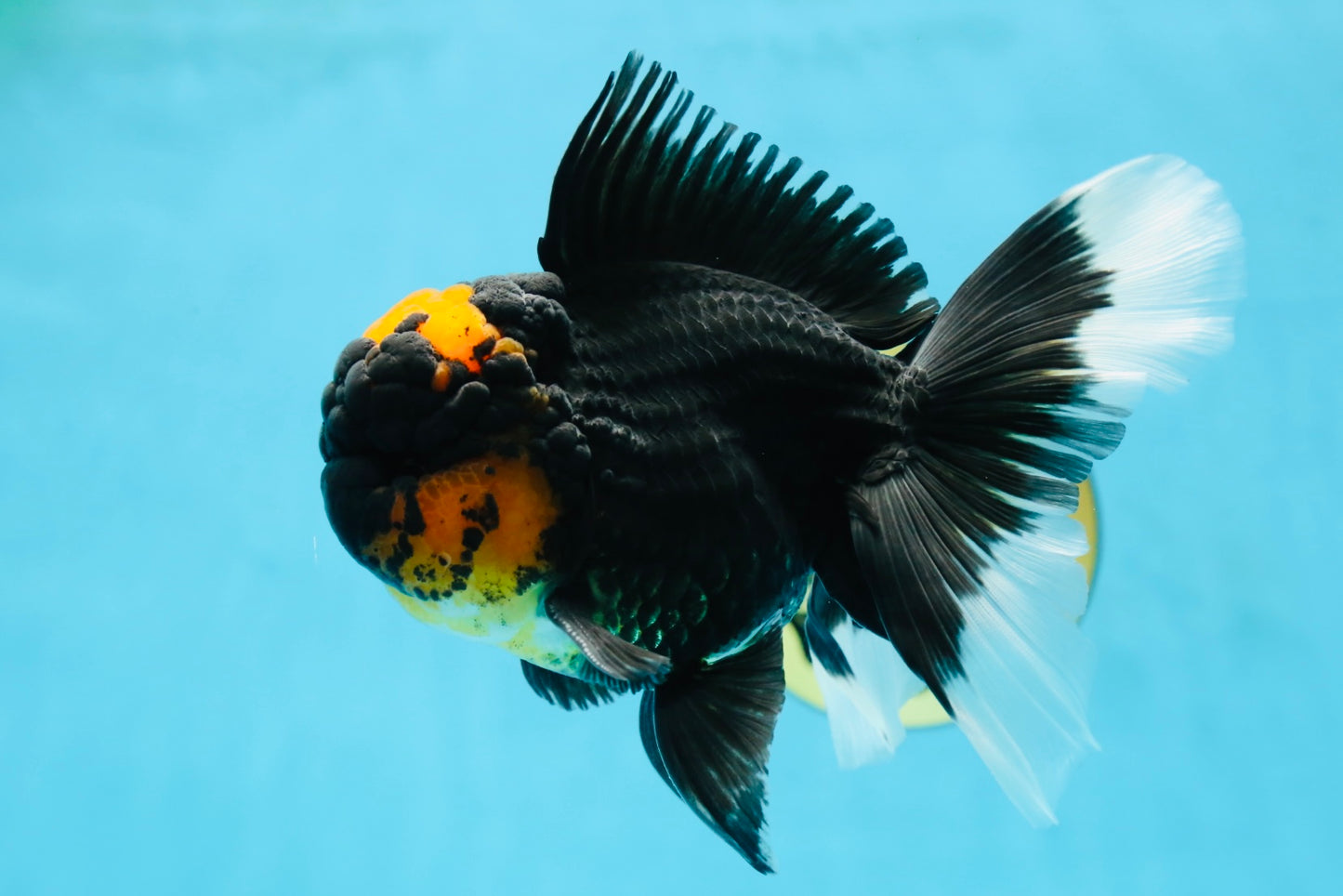 A Grade Lava Head Tricolor Oranda Male 5.5-6 inches #052325OR_08