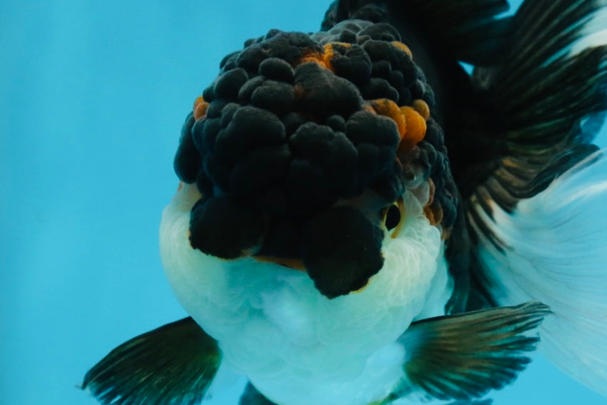 Chubby Cheek Tricolor Oranda Male 5.5 inches #053025OR_31