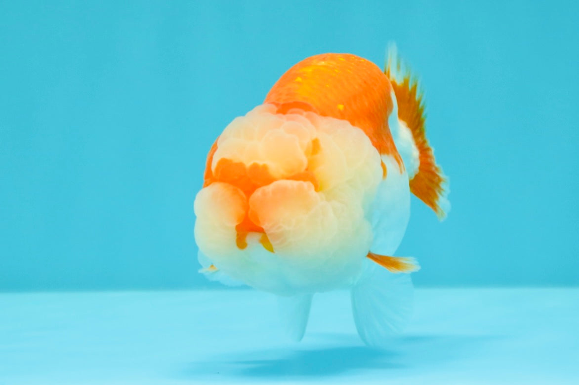 BIG WEN AAA Grade Red White LionQueen 4-4.5 inches #031326LC_06