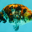 A Grade Calico Ranchu Male 5.5-6 inches #101626RC_25