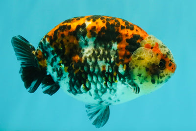 A Grade Calico Ranchu Male 5.5-6 inches #101626RC_25