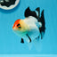 A Grade Tricolor Angry Bird Oranda Female 4.5-5 inches #0726OR_17