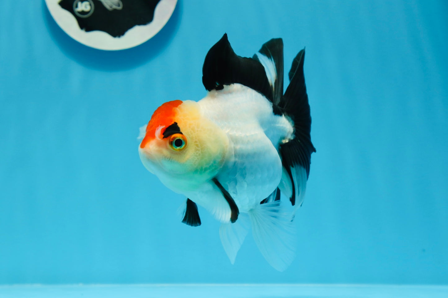 A Grade Tricolor Angry Bird Oranda Female 4.5-5 inches #0726OR_17