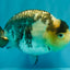 Chinese Milk Cow Ranchu Female 5.5-6 inches #031326RC_13