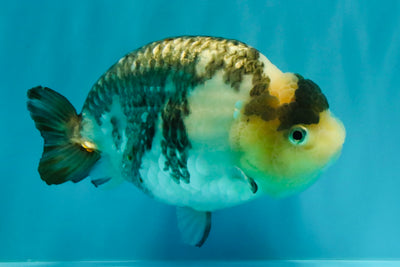 Chinese Milk Cow Ranchu Female 5.5-6 inches #031326RC_13