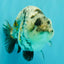 A Grade Tiger Ranchu Female 5-5.5 inches #073126RC_12