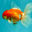 A Grade Red White Oranda Male 5.5 inches #102326OR_10