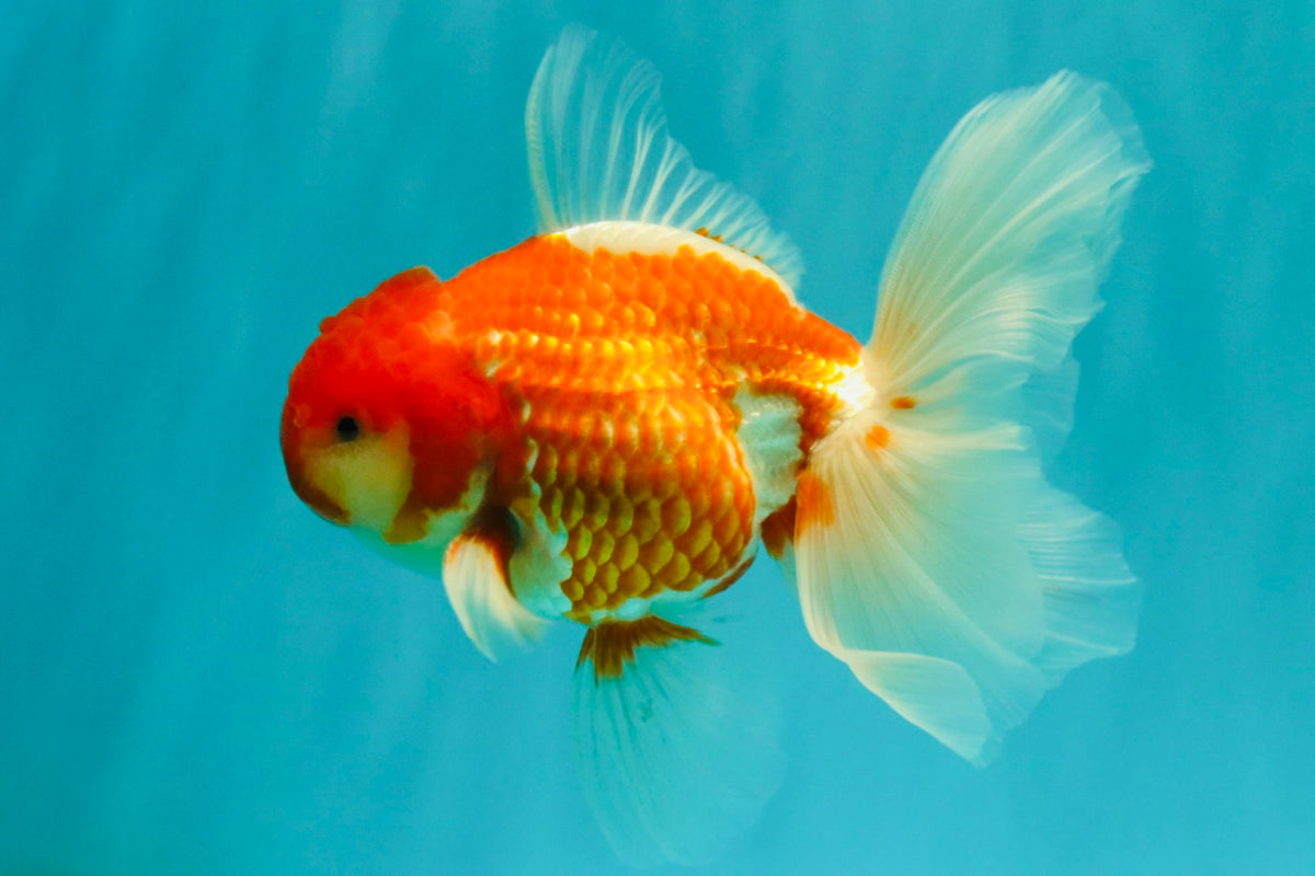 A Grade Red White Oranda Male 5.5 inches #102326OR_10