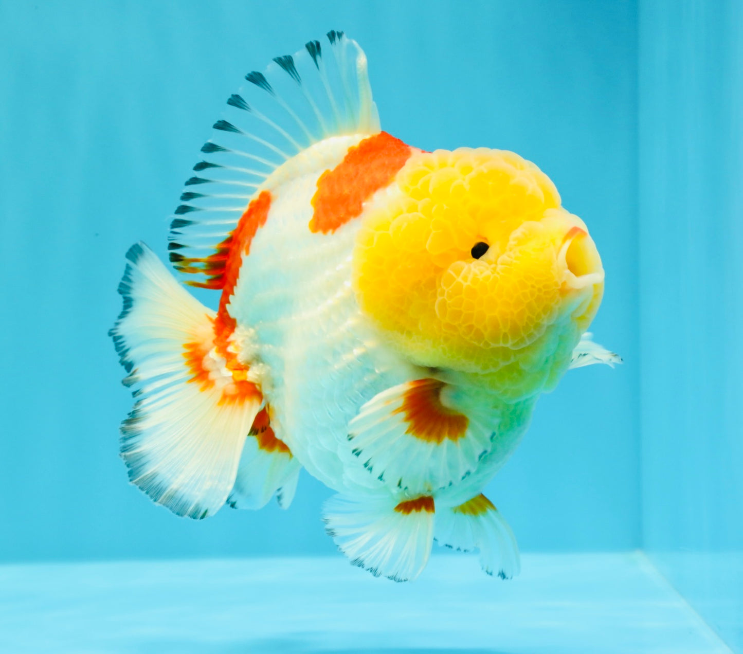 CHUBBY AAA Grade Godzilla Red White Lipstick Yuanbao Male 5-5.5 inches #022726YB_04