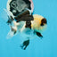 Panda Button Eyes Oranda Male 4-4.5 inches #0913OR_04