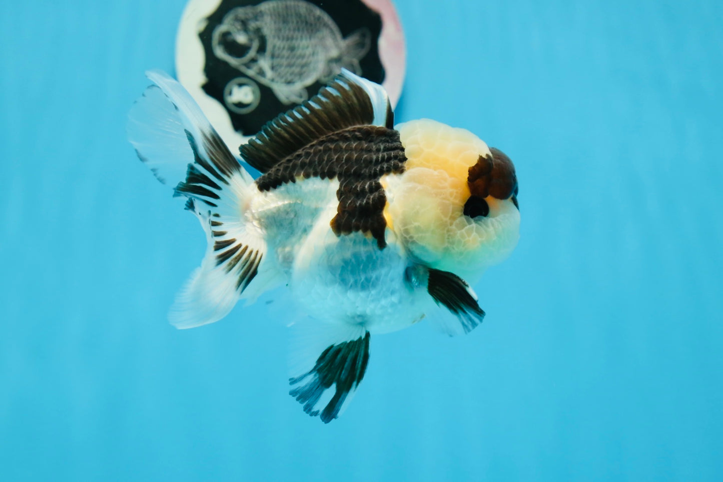 Panda Button Eyes Oranda Male 4-4.5 inches #0913OR_04